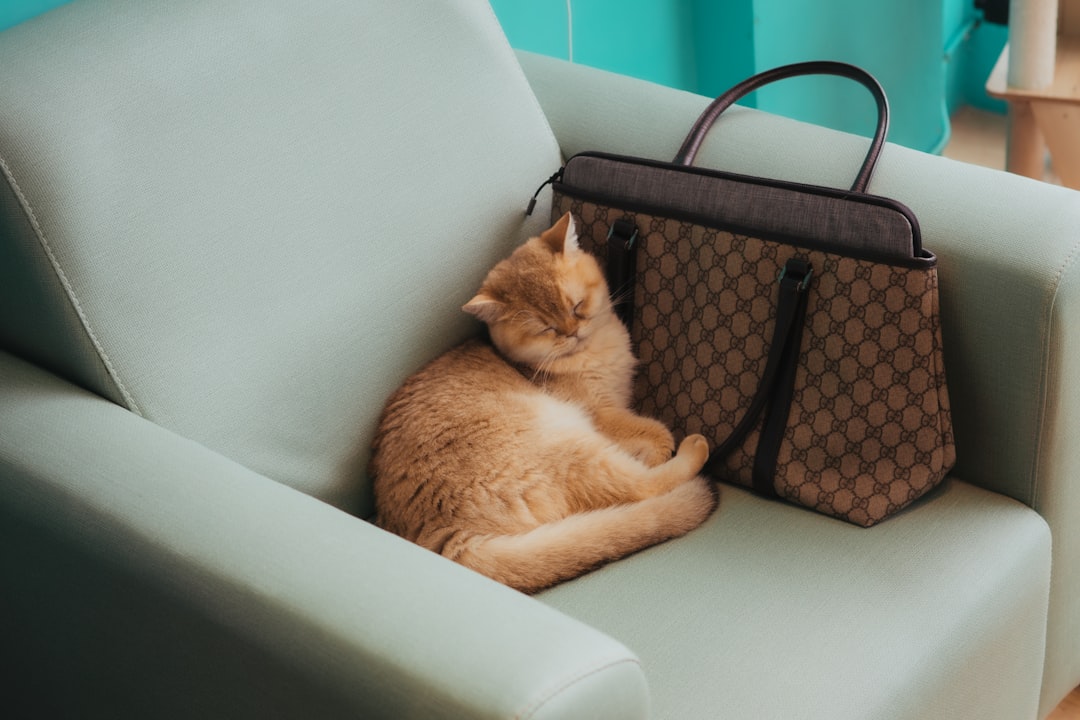Chat roux endormi sur un fauteuil vert menthe