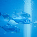 Distributeur de nourriture automatique programmable pour aquarium