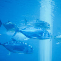 Distributeur de nourriture automatique programmable pour aquarium