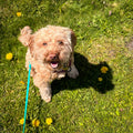 Distributeur de friandises interactif pour chien
